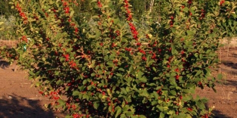 Šta se može saditi pored trešnje